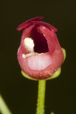 California Bee Plant (Scrophularia californica)