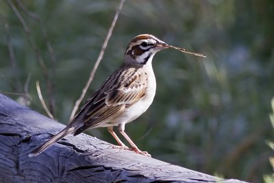 American Lark Sparrow