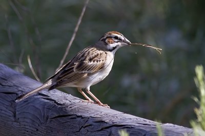 American Lark Sparrow