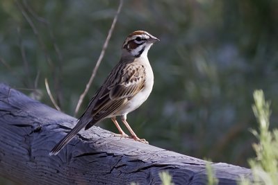 American Lark Sparrow