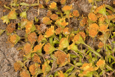 Spreading Goldenbush (Isocoma menziesii vernonoides)