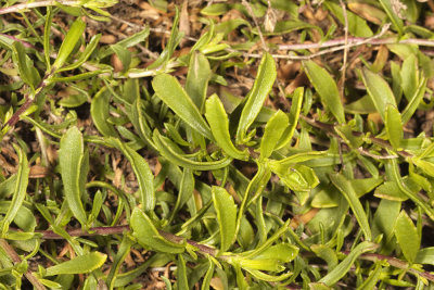 Spreading Goldenbush (Isocoma menziesii sedoides)