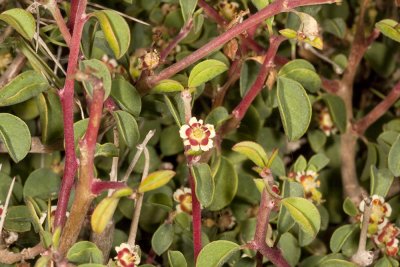 Cliff Spurge (Euphorbia misera)