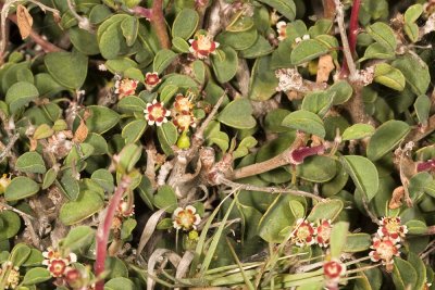 Cliff Spurge (Euphorbia misera)