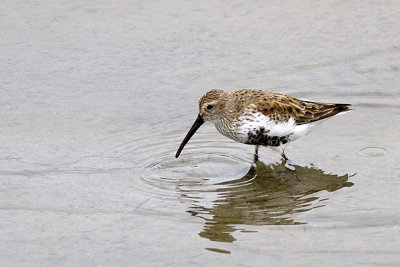 Dunlin