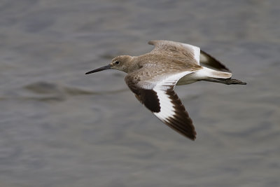 Willet