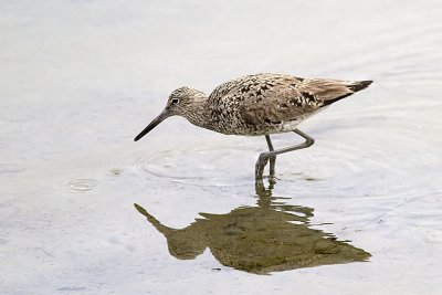 Willet