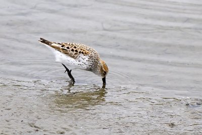 Western Sandpiper