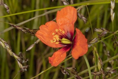 Wind Poppy (Stylomecon heteronphylla)