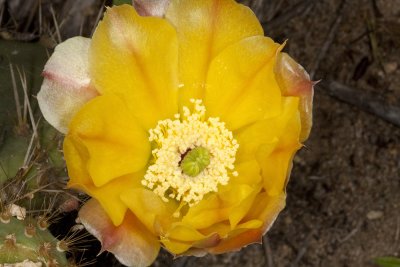 Coast Prickley Pear  (Opuntia littoralis)