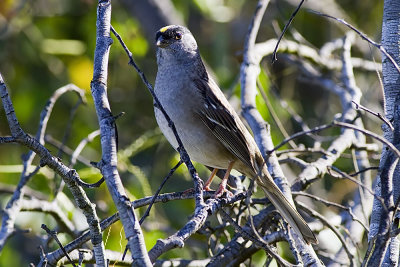 Golden-crowned Sparrow