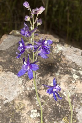 Blue Larkspur (Delphinium parryi)