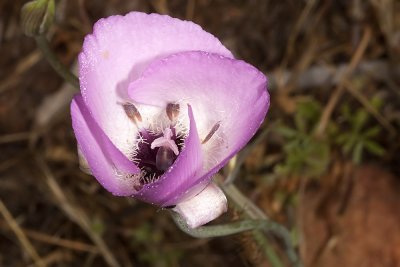 Splendid  Mariposa Lily (Calochortus splendens)