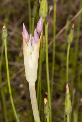 Peninsular Onion (Allium peninsulare)