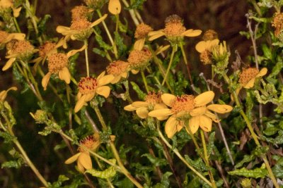 San Diego Sunflower (Viguiera laciniata)