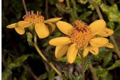 San Diego Sunflower (Viguiera laciniata)