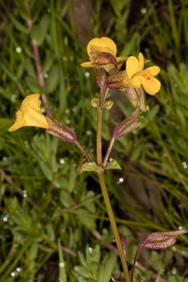 Seep Monkeyflower (Mimulus guttatus)