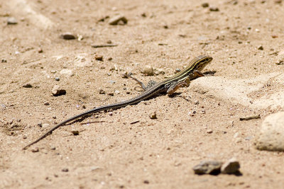 Orange-throated Whiptail (Cnemidophorus hyperythrus )