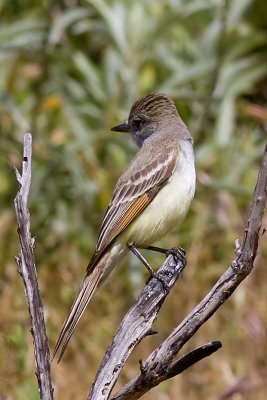 ash-throated-flycatcher01.jpg