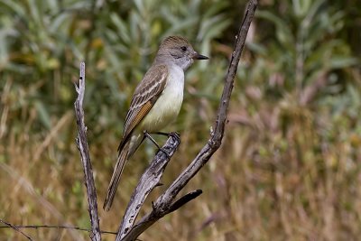 Ash-throated Flycatcher