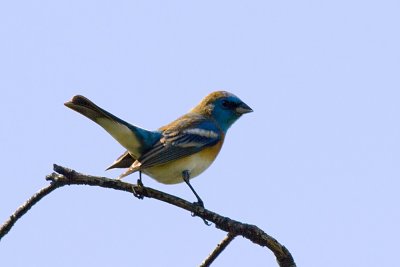 Lazuli Bunting