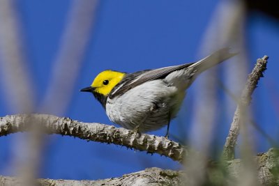 Hermit Warbler