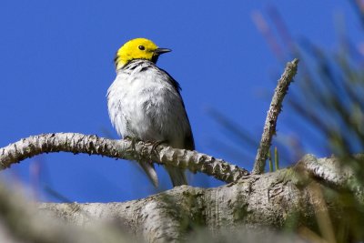 Hermit Warbler