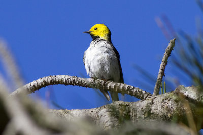 Hermit Warbler