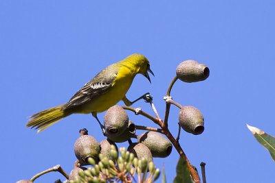 Hooded Oriole - female