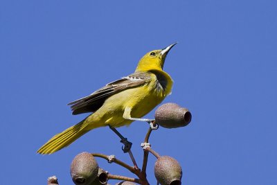 Hooded Oriole - female