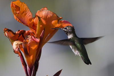 Unidentified Hummingbirds