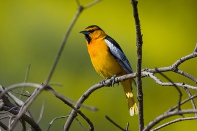 Bullock's Oriole