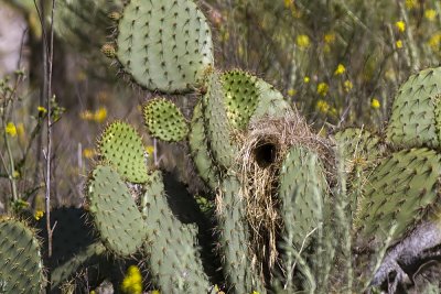 Cactus Wren - nest 