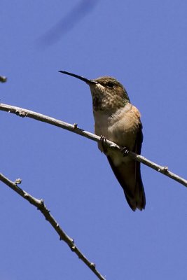 Unidentified Hummingbirds