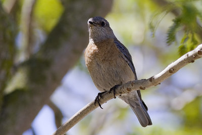 Western Bluebird -female
