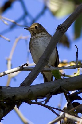 Swainson's Thrush