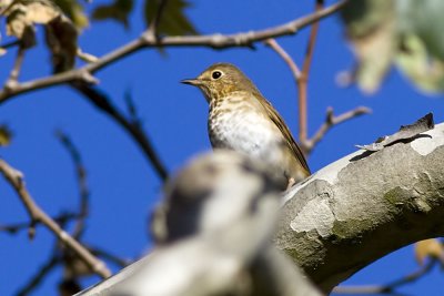 Swainson's Thrush