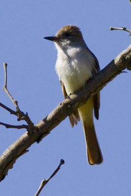 Ash-throated Flycatcher