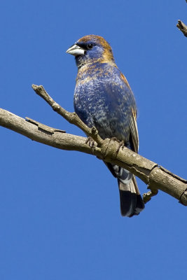 Blue Grosbeak - male