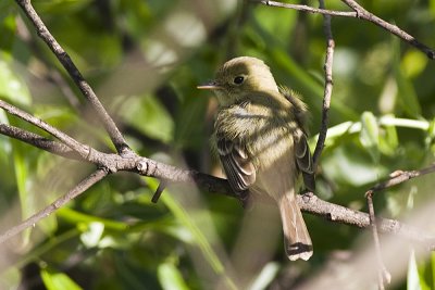 Pacific Slope Flycatcher