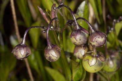 Parish Nightshade  (Solanum parishii)