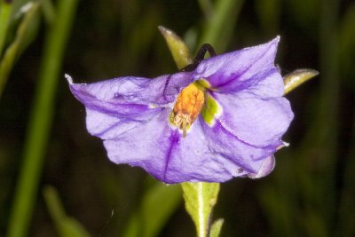 Parish Nightshade  (Solanum parishii)
