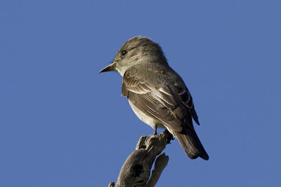 Willow Flycatcher