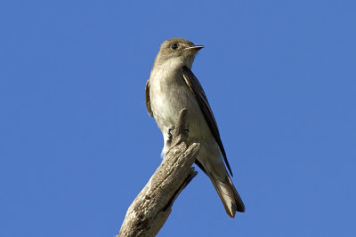 Willow Flycarcher