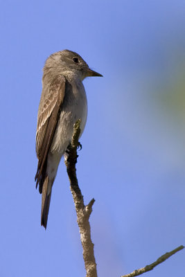 Willow Flycatcher