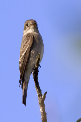 Willow Flycatcher