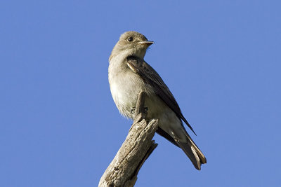 Willow Flycatcher
