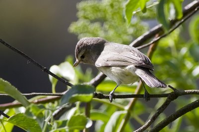 Warbling Vireo