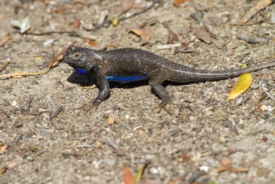 Western Fence Lizard (<em>Sceloporus occidentalis</em>)