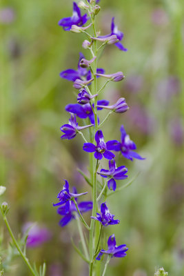 Blue Larkspur (Delphinium parryi)